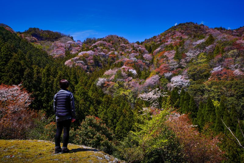 相津峠の山桜の写真「斜面に広がる山桜」