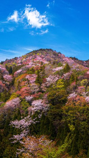 フリー写真素材「峠に咲き乱れる山桜」