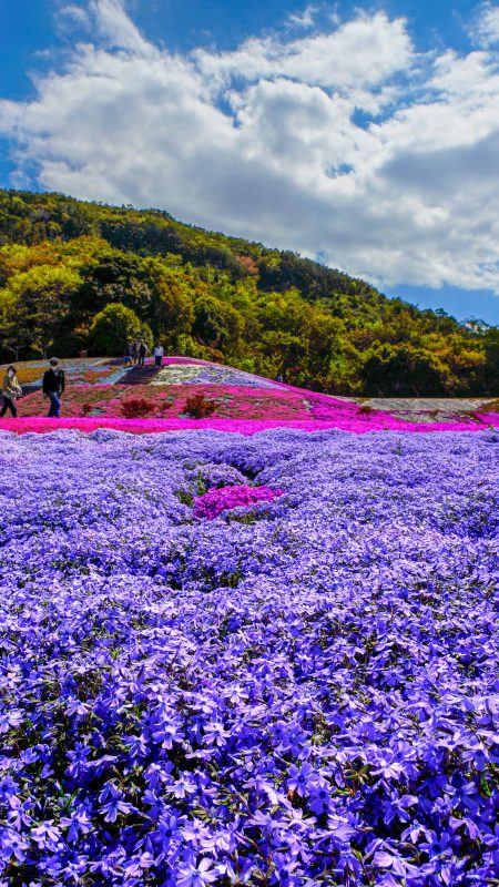 志摩市観光農園の写真「彩り豊かな芝桜」
