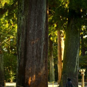 伊勢神宮の写真「外宮の大樹」
