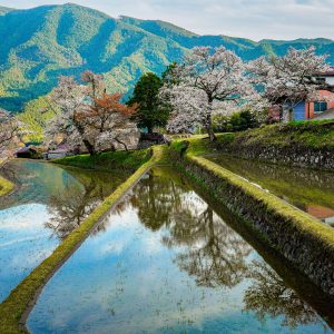 棚田に映る山桜