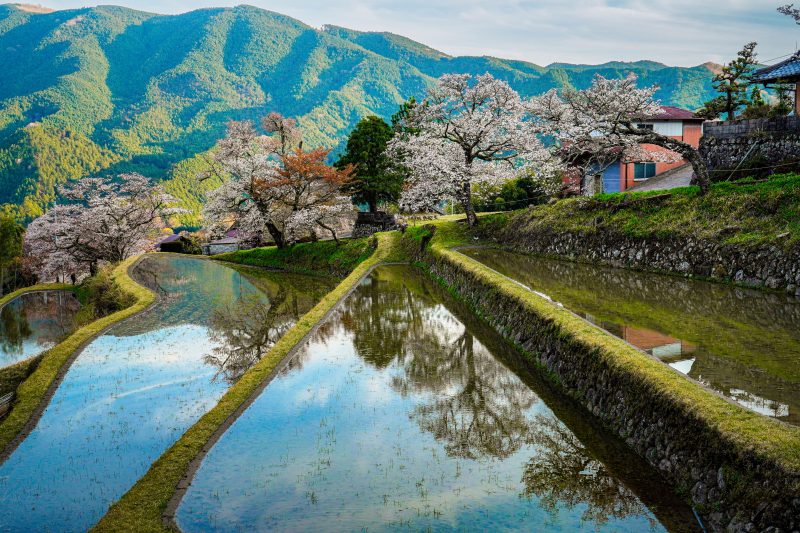 三多気の桜の写真「棚田に映る山桜」