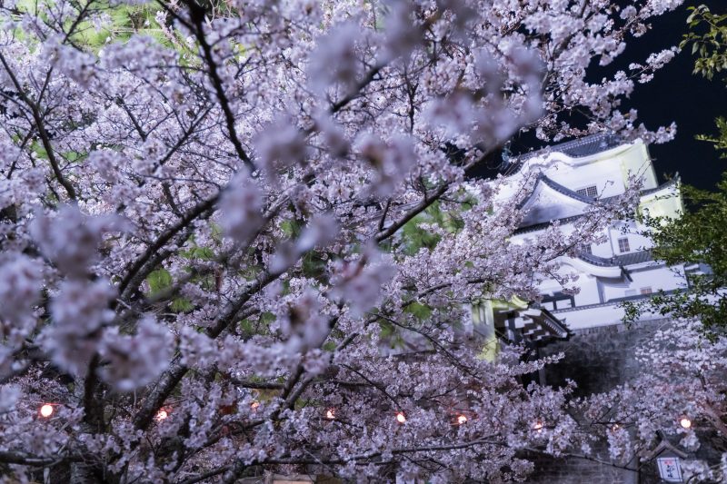 伊賀上野城の写真「夜桜に包まれて」