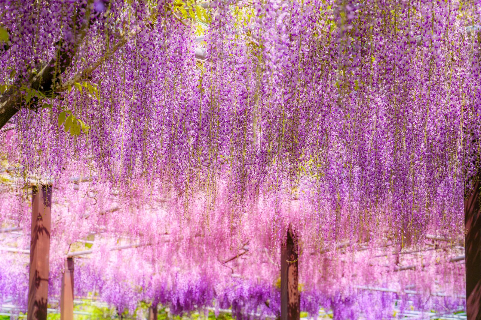 無料壁紙 まるでオーロラのような藤グラデーション。PCとデスクトップ壁紙に最適な4K高画質の無料壁紙。三重県津市のかざはやの里で撮影したフリー写真素材