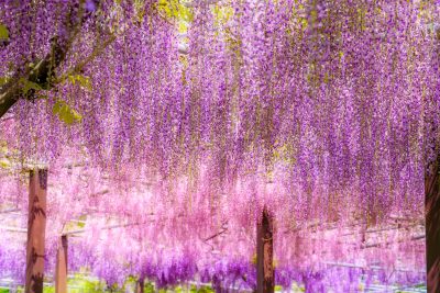 フリー写真素材「まるでオーロラのような藤グラデーション」