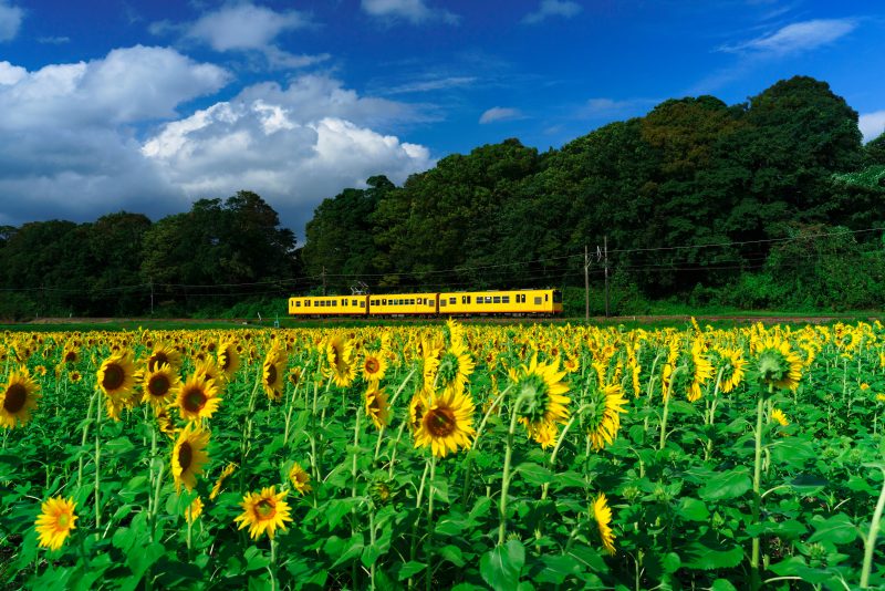 上笠田のひまわり畑の写真「青空とひまわりと三岐鉄道」