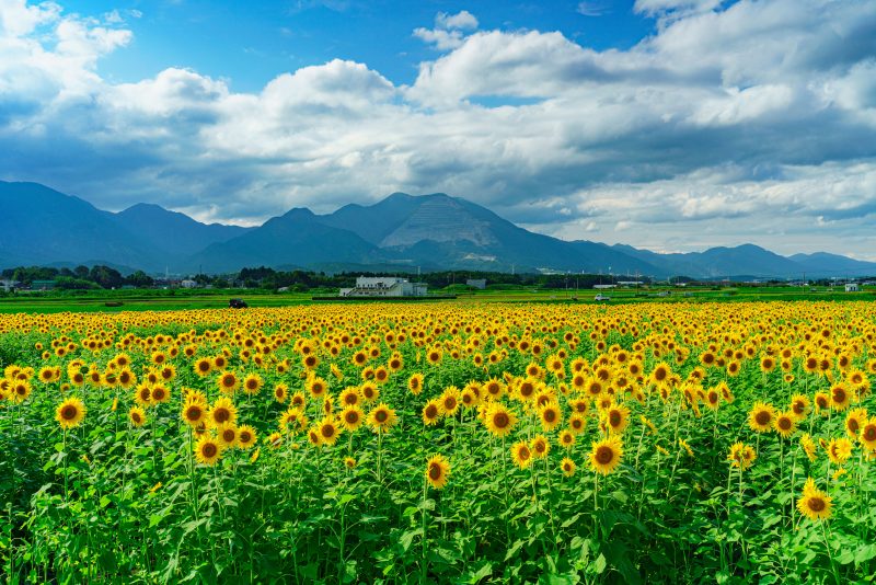 上笠田のひまわり畑の写真「藤原岳とひまわり畑」