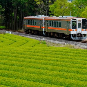 名松線の写真「竹原の茶畑」