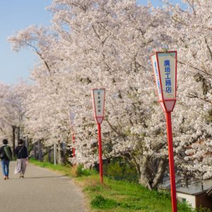 桜並木と灯篭