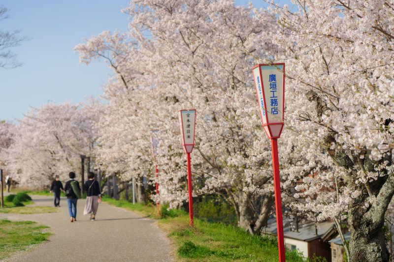 宮川堤の桜並木の写真「桜並木と灯篭」