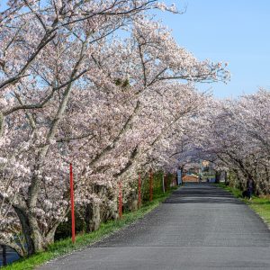 桜並木道