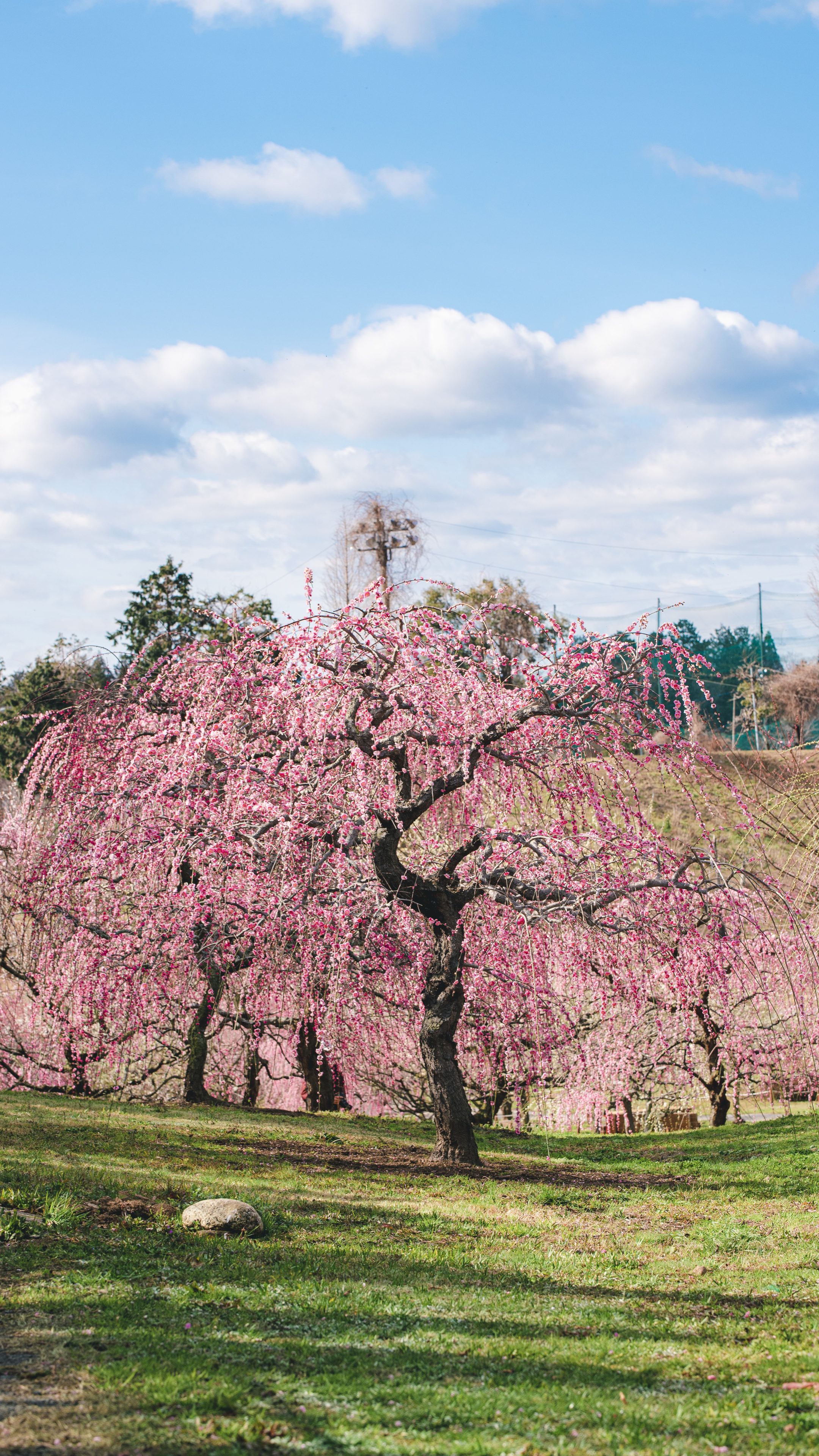 無料スマホ壁紙 咲き乱れるしだれ梅。AndroidとiPhoneに対応した4K高画質の無料待ち受け画像。三重県津市のかざはやの里で撮影したフリー写真素材