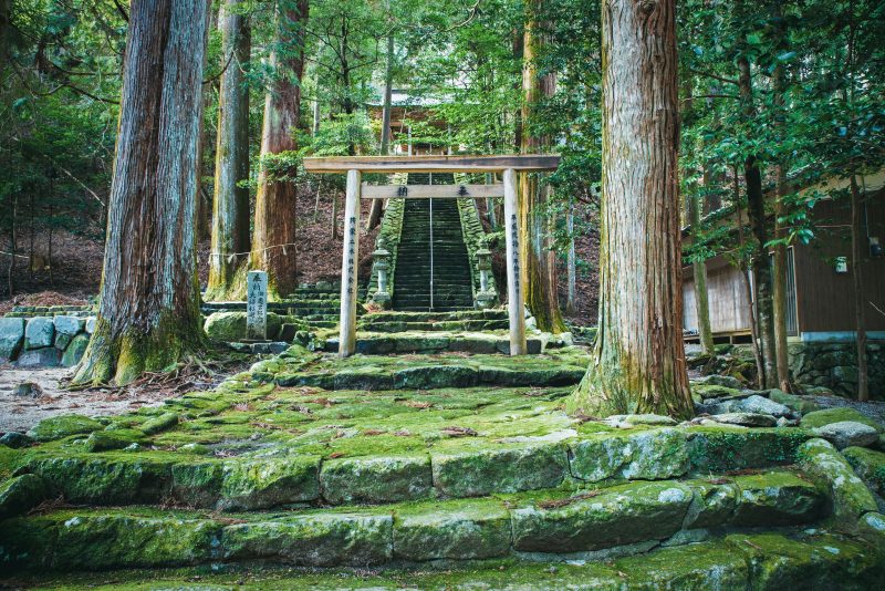 蘭宇氣白神社の写真「参道の巨樹」