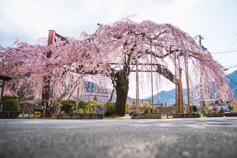 柏崎支所のしだれ桜の写真「満開の姿」