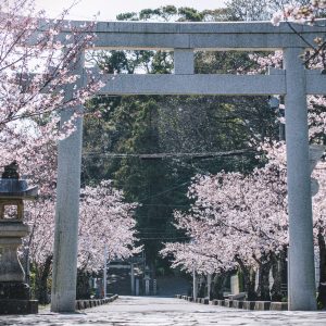 松阪神社の桜並木