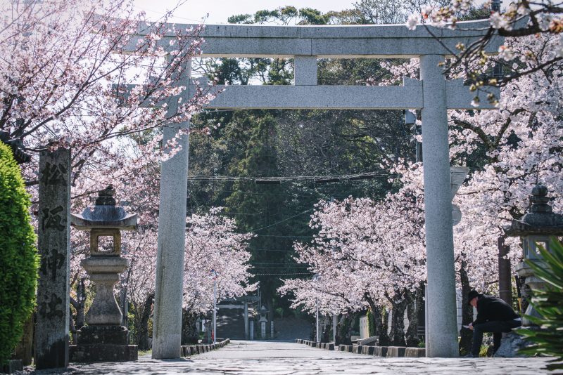 松坂城跡の写真「松阪神社の桜並木」