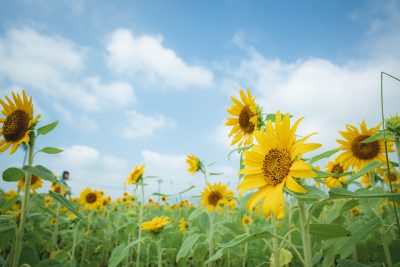 夢ファームターチャンのひまわり畑の写真「青空とひまわり」
