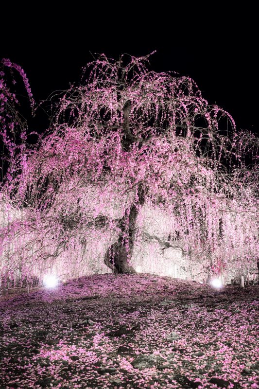 鈴鹿の森庭園の写真「夜空に輝く枝垂れ梅」