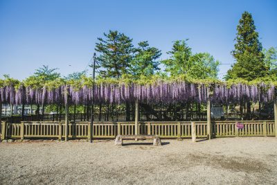 松坂城跡の写真「樹齢300年の長藤」
