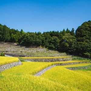 黄金の棚田