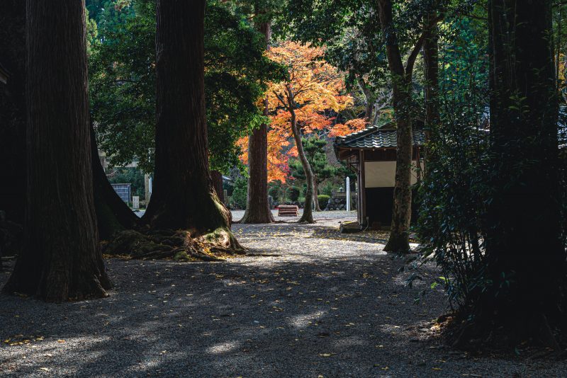 水屋神社の写真「巨樹と紅葉」