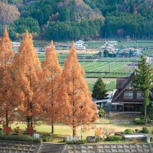 紅葉するメタセコイア