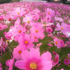 とことめの里 一志の写真「コスモスの楽園」