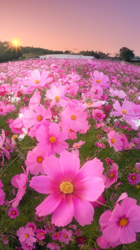 とことめの里 一志の写真「コスモスの楽園」