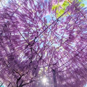 青空が見える藤のシャンデリア