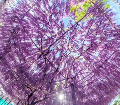 かざはやの里の写真「青空が見える藤のシャンデリア」