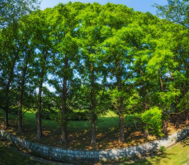 石垣池公園の写真「緑美しいメタセコイア並木」