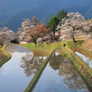 山桜と棚田リフレクション