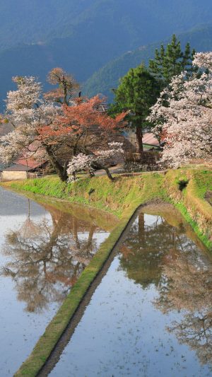 山桜と棚田リフレクション