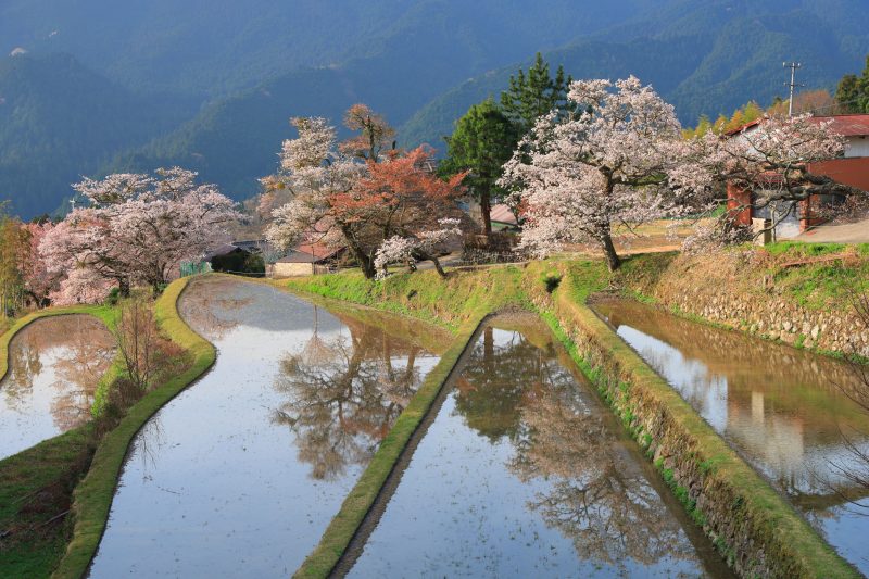 三多気の桜の写真「山桜と棚田リフレクション」