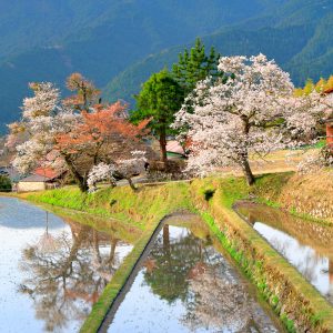 無料スマホ壁紙 青空が映る棚田。AndroidとiPhoneに対応した4K高画質の無料待ち受け画像。三重県津市の三多気の桜で撮影したフリー写真素材