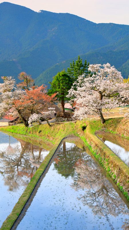 三多気の桜の写真「青空が映る棚田」