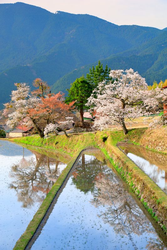 三多気の桜の写真「青空が映る棚田」