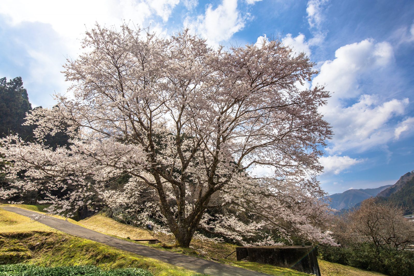 竹原の淡墨桜（薄墨桜）の写真「晴天の薄墨桜」