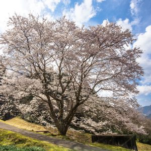 晴天の薄墨桜