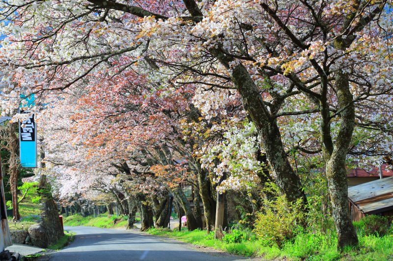彩り豊かな山桜並木