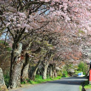 無料壁紙 山桜並木。PCとデスクトップ壁紙に最適な4K高画質の無料壁紙。三重県津市の三多気の桜で撮影したフリー写真素材