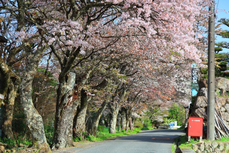 三多気の桜の写真「山桜並木」