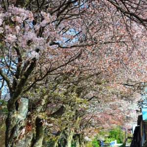 圧巻の山桜並木