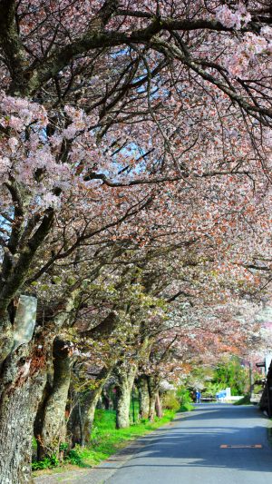 無料スマホ壁紙「圧巻の山桜並木」