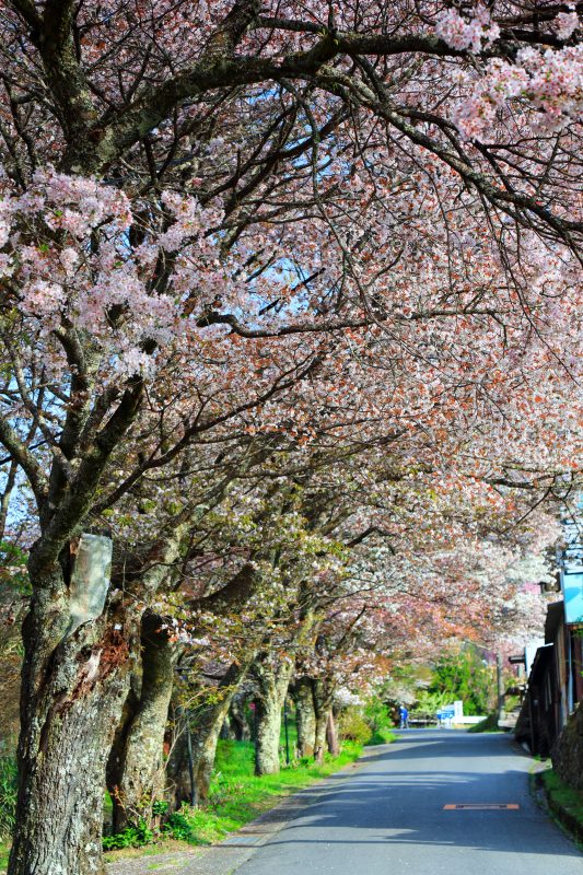 三多気の桜の写真「圧巻の山桜並木」