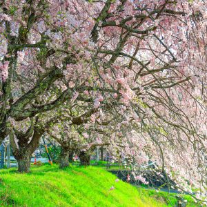 第二駐車場の山桜