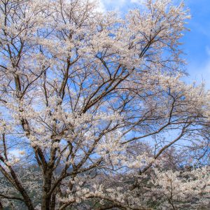 薄墨桜の春の青空