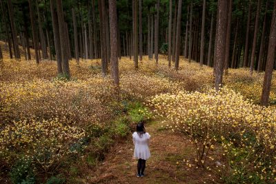 ミツマタ群生地の写真「ミツマタの森」