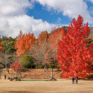 無料壁紙 つどいの広場にあるフウの木。PCとデスクトップ壁紙に最適な4K高画質の無料壁紙。三重県菰野町の三重県民の森で撮影したフリー写真素材