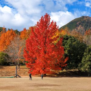 三重県民の森のフリー素材・壁紙